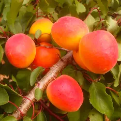 نهال زردآلو قرمز پرتقالی