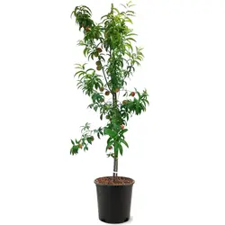 نهال هلو رد هیون