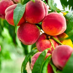 نهال هلو رد هیون