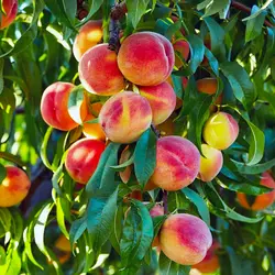 نهال هلو البرتا