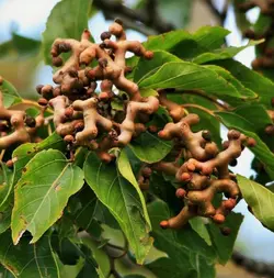 بذر درخت کشمش ژاپنی (10 عددی) Hovenia dulcis