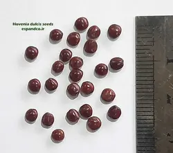 بذر درخت کشمش ژاپنی (10 عددی) Hovenia dulcis
