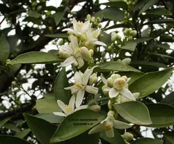 بذر نارنج (10 عددی) Citrus aurantium