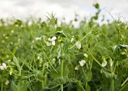 بذر نخود فرنگی (10 عددی) Pisum sativum