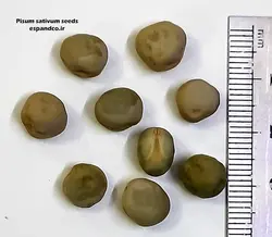 بذر نخود فرنگی (10 عددی) Pisum sativum
