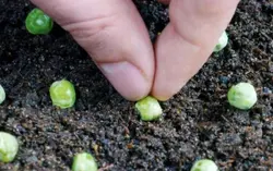 بذر نخود فرنگی (10 عددی) Pisum sativum