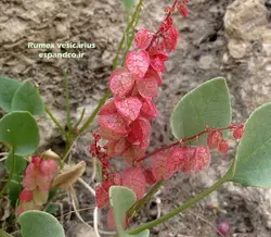 بذر ترشک بادکنکی (10 عددی) Rumex vesicarius
