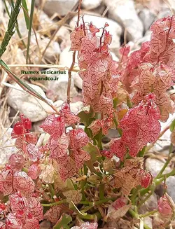 بذر ترشک بادکنکی (10 عددی) Rumex vesicarius