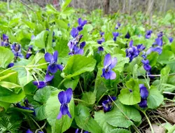 بذر بنفشه معطر (10 عددی) Viola odorata