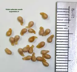 بذر بنفشه معطر (10 عددی) Viola odorata