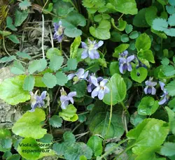 بذر بنفشه معطر (10 عددی) Viola odorata