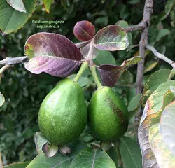 بذر گواوا، زیتون محلی (10 عددی) Psidium guajava