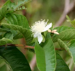 بذر گواوا، زیتون محلی (10 عددی) Psidium guajava