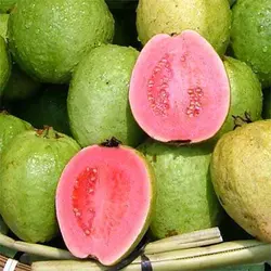 بذر گواوا، زیتون محلی (10 عددی) Psidium guajava