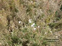 بذر مرزه کوهی (50 عددی) Satureja montana