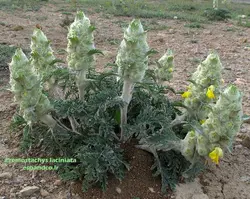 بذر سنبل بیابانی (10 عددی) Eremostachys laciniata