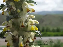 بذر سنبل بیابانی (10 عددی) Eremostachys laciniata