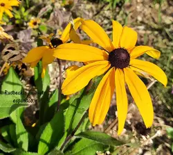 بذر کوکب کوهی بلند (20 عددی) Rudbeckia laciniata