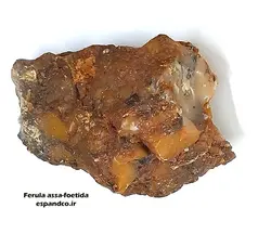 آنغوزه (10 گرم صمغ) Ferula assa-foetida