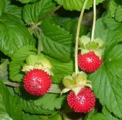 بذر توت فرنگی هندی (20عددی) Duchesnea indica