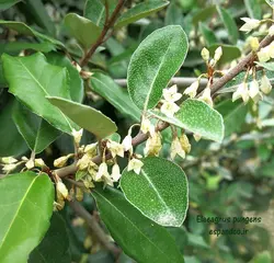 بذر سنجد زينتی (5 عددی) Elaeagnus pungens