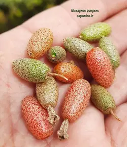 بذر سنجد زينتی (5 عددی) Elaeagnus pungens