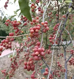 بذر سنجد ژاپنی، انگورفرنگی (10 عددی) Elaeagnus umbellata
