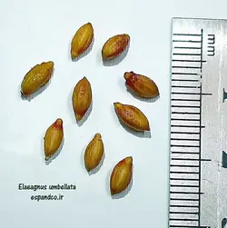 بذر سنجد ژاپنی، انگورفرنگی (10 عددی) Elaeagnus umbellata
