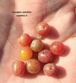 بذر سنجد ژاپنی، انگورفرنگی (10 عددی) Elaeagnus umbellata