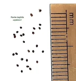بذر پونه (30 عددی) Mentha longifolia