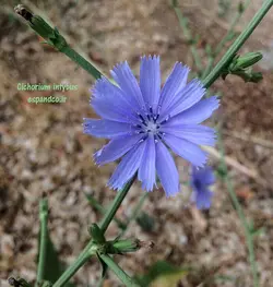 بذر کاسنی (10 عددی) Cichorium intybus