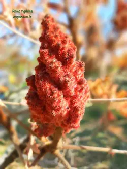 بذر سماق زینتی (10 عددی) Rhus typhina