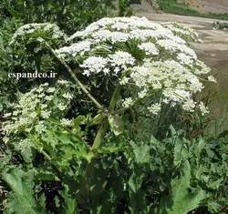 بذر گلپر (20 عددی) Heracleum persicum