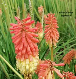 بذر گرزی، سوسن مشعل (10 عددی) Kniphofia uvaria