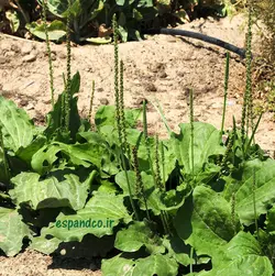 بذر بارهنگ (20 عددی) Plantago major