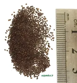 بذر بارهنگ (20 عددی) Plantago major