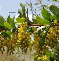 بذر زرشک وحشی (10 عدد) Berberis vulgaris