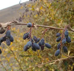 بذر زرشک وحشی (10 عدد) Berberis vulgaris