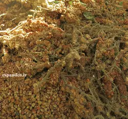 بذر سماق کوهی (20 عددی) Rhus coriara