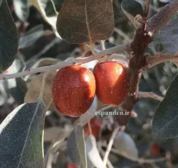 بذر سنجد (5 عددی) Elaeagnus angustifolia