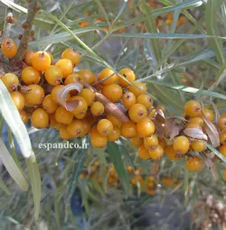 بذر سنجد تلخ، خولان، کام (10 عددی) Hippophae rhamnoides
