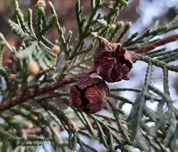 بذر سرو لیلاند (20 عددی) Cupressocyparis leylandii