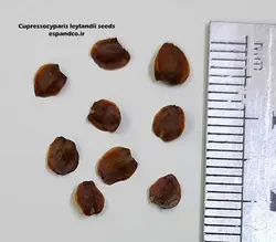 بذر سرو لیلاند (20 عددی) Cupressocyparis leylandii
