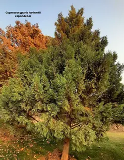 بذر سرو لیلاند (20 عددی) Cupressocyparis leylandii