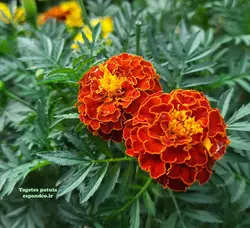 بذر گل جعفری (10 عددی) Tagetes patula
