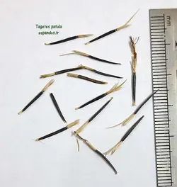 بذر گل جعفری (10 عددی) Tagetes patula