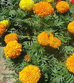 بذر گل جعفری (10 عددی) Tagetes patula