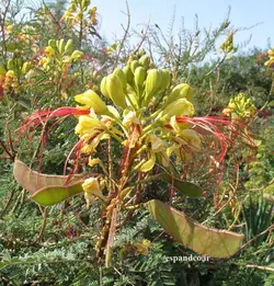 بذر ابریشم مصری، تخم شیطان (10 عددی) Caesalpinia gilliesii​​​​​​​