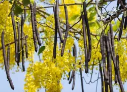 بذر فلوس، خرنوب هندی (3 عددی) Senna fistula