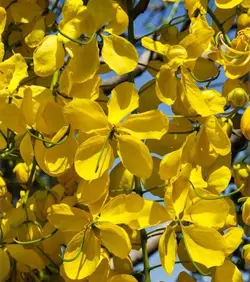 بذر فلوس، خرنوب هندی (3 عددی) Senna fistula